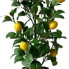 Rośliny Ozdobne*CN-209 Drzewko cytrynowe Lemoni 157