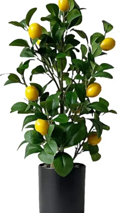Rośliny Ozdobne*CN-209 Drzewko cytrynowe Lemoni 157