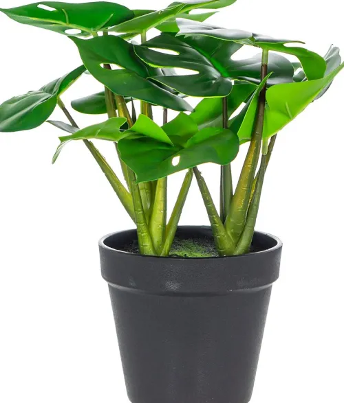 Rośliny Ozdobne*CN-163 Monstera Florino 91