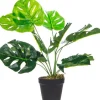 Rośliny Ozdobne*CN-33 Roślina Tasso monstera 63