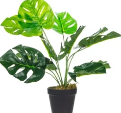 Rośliny Ozdobne*CN-33 Roślina Tasso monstera 63