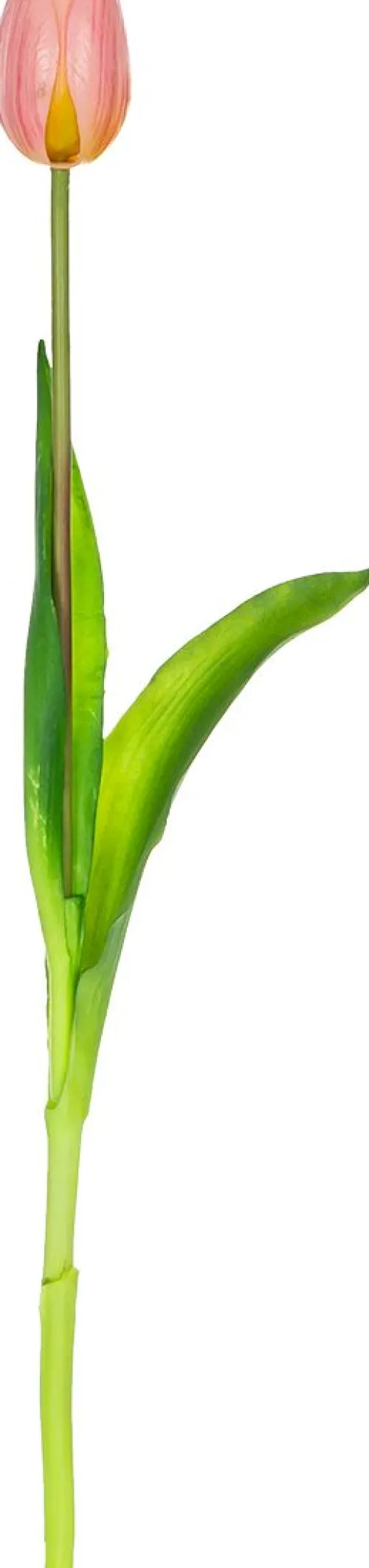 Rośliny Ozdobne*CN-163 Tulipan Florino 92 (jasny róż)