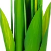 Rośliny Ozdobne*CN-163 Tulipany Florino 96 (12szt.)